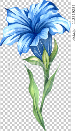 Alpine mountain flowers - Gentian flower. Watercolor hand drawn illustration Alpine mountain flowers - Gentian flower. Watercolor hand drawn illustration 112219285