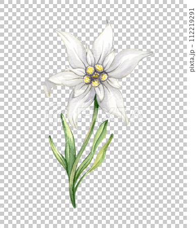 Edelweiss flower Leontopodium alpinum, Watercolor hand drawn illustration isolated on white background Edelweiss flower Leontopodium alpinum, Watercolor hand drawn illustration isolated on white background 112219291