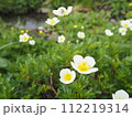 山に咲くチングルマ 112219314