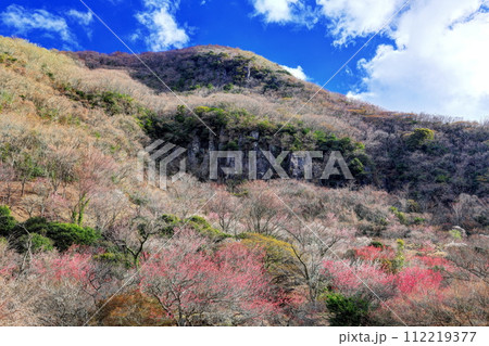 聳え立つ幕岩と湯河原梅林 112219377