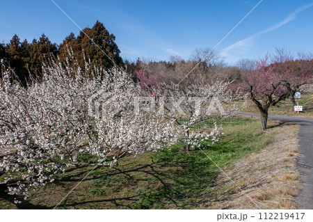 箕郷梅林の散策路 群馬県 箕郷梅林の散策路 群馬県 112219417