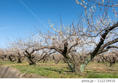 箕郷梅林の散策路　群馬県 112219418