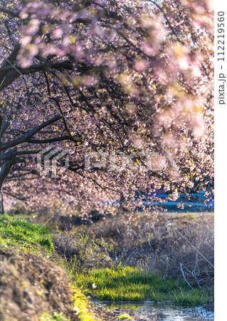 千葉県八千代市　新川千本桜の河津桜 112219560
