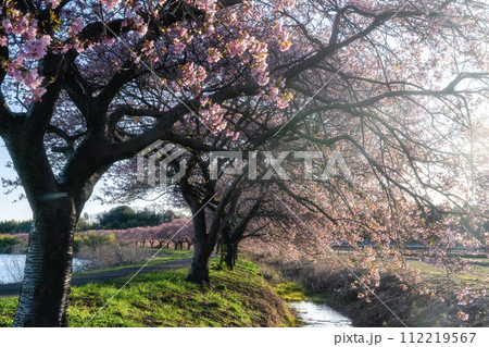 千葉県八千代市 新川千本桜の河津桜 千葉県八千代市 新川千本桜の河津桜 112219567