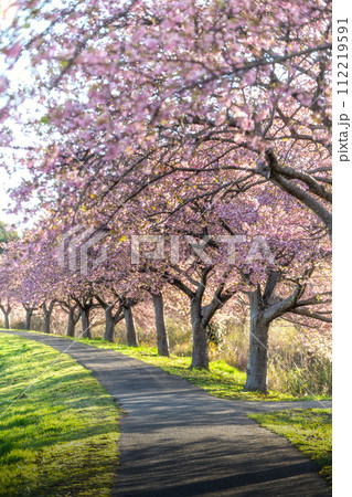 千葉県八千代市 新川千本桜の河津桜 千葉県八千代市 新川千本桜の河津桜 112219591