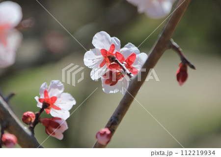栗林公園、梅林の梅の花(花弁の裏側) 栗林公園、梅林の梅の花(花弁の裏側) 112219934