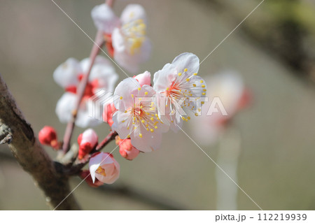 栗林公園、梅林の梅の花 112219939