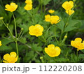 ミヤマキンポウゲ 112220208