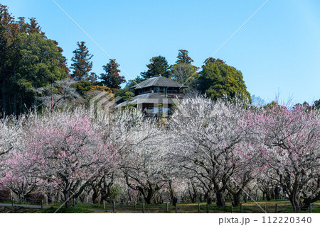 茨城県水戸市　梅咲き誇る偕楽園 112220340