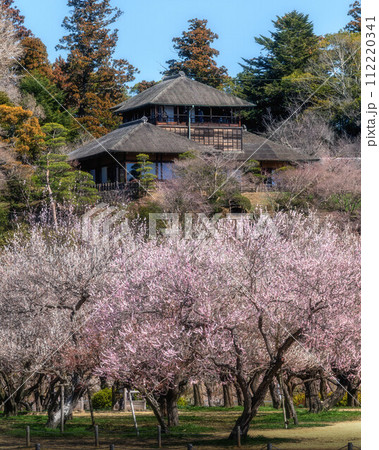茨城県水戸市　梅咲き誇る偕楽園 112220341