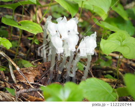 ギンリョウソウ 112220744