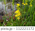 キンコウカ 112221172