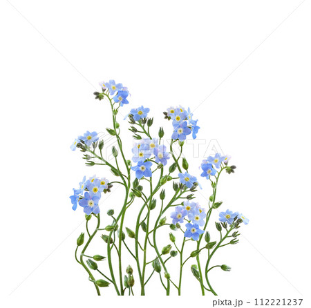 Blue forget-me-not flowers in a floral arrangement isolated on white background Blue forget-me-not flowers in a floral arrangement isolated on white background 112221237