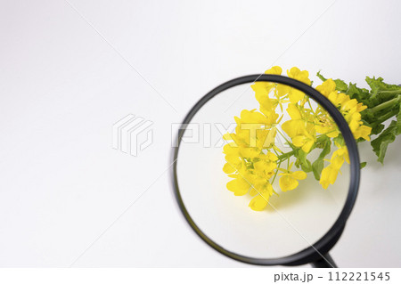 菜の花と虫眼鏡で春を探すイメージ 112221545