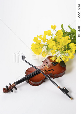 菜の花の生花とバイオリンで春の音色をイメージ 菜の花の生花とバイオリンで春の音色をイメージ 112221548
