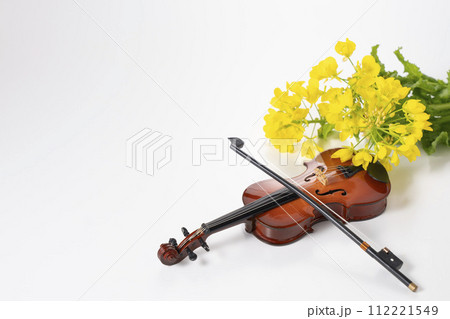 菜の花の生花とバイオリンで春の音色をイメージ 112221549