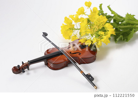 菜の花の生花とバイオリンで春の音色をイメージ 112221550