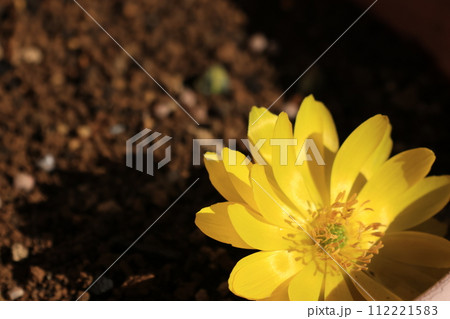 クローズアップ撮影した露地☝のフクジュソウの花 112221583