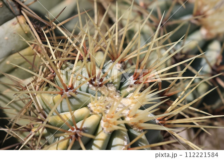 クローズアップ撮影したサボテンの棘 112221584