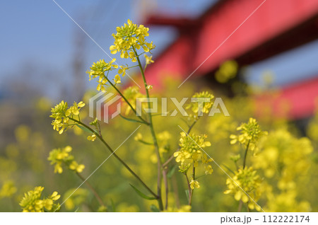 菜の花と赤い鉄橋 菜の花と赤い鉄橋 112222174