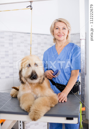 Professional combing puppy in hairdresser 112222679