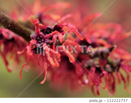 2月に咲き始めたハマメリス･インターメディア「ダイアン」 112222737