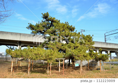 埼玉県本庄市東富田観音塚の大松 112223009