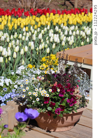 クレマチス 112224295