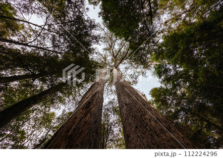 Tahune Airwalk in Tasmania Australia Tahune Airwalk in Tasmania Australia 112224296