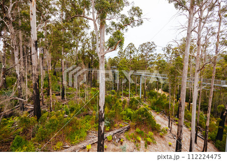 Tahune Airwalk in Tasmania Australia 112224475