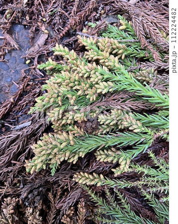 杉の花 杉の花 112224482