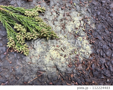 スギの花から撒き散ったスギ花粉 スギの花から撒き散ったスギ花粉 112224483