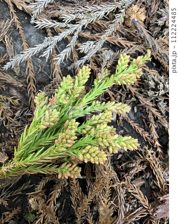 スギの花_花粉を蓄えたスギの花 スギの花_花粉を蓄えたスギの花 112224485