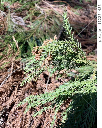 杉の花 杉の花 112224488