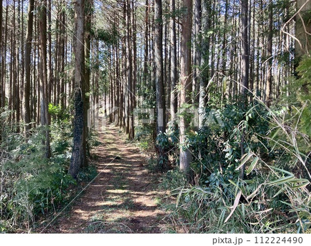 3月_花粉の舞う日光杉並木 112224490