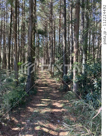 3月_花粉の舞う日光杉並木 112224492