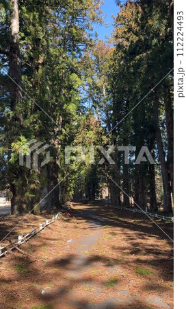 3月_花粉の舞う日光杉並木 112224493