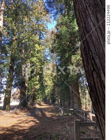 3月_花粉の舞う日光杉並木 112224496