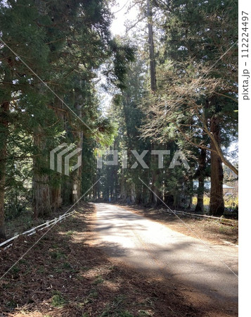 3月_花粉の舞う日光杉並木 3月_花粉の舞う日光杉並木 112224497