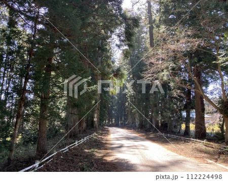 3月_花粉の舞う日光杉並木 112224498