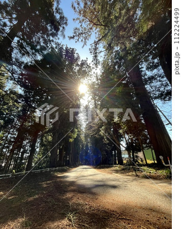 3月_花粉の舞う日光杉並木 3月_花粉の舞う日光杉並木 112224499