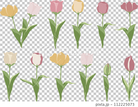各種鬱金香的插圖集 112225073