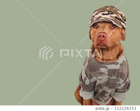 Cute brown dog, military shirt and army cap Cute brown dog, military shirt and army cap 112226151