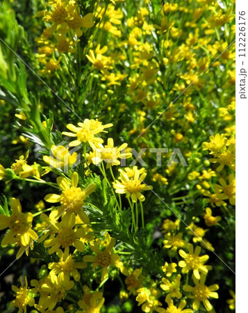 ユリオプス　ウィルギネウス 112226176