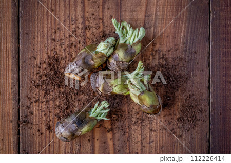 新鮮なタラの芽 112226414