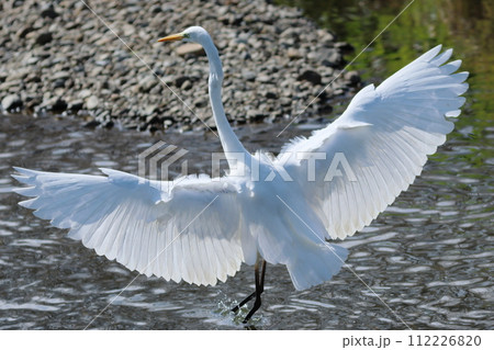 翼を広げたダイサギの写真素材 [112226820] - PIXTA