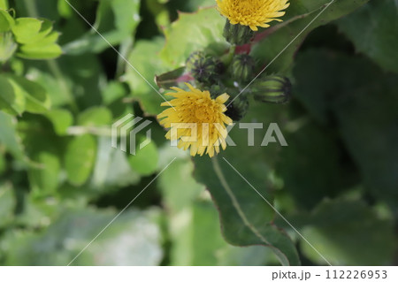 早春の道端に咲くオニノゲシの黄色い花 早春の道端に咲くオニノゲシの黄色い花 112226953