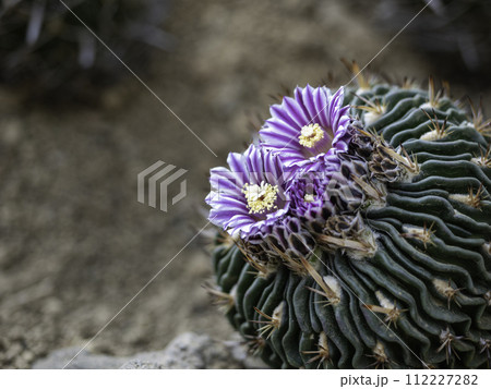 サボテンの鮮やかな紫色の花 サボテンの鮮やかな紫色の花 112227282