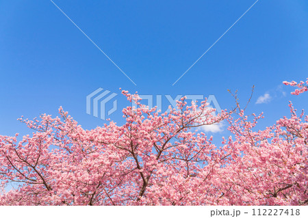 桜と青い空・春 イメージ 112227418