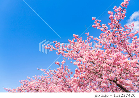 桜と青い空・春 イメージ 112227420